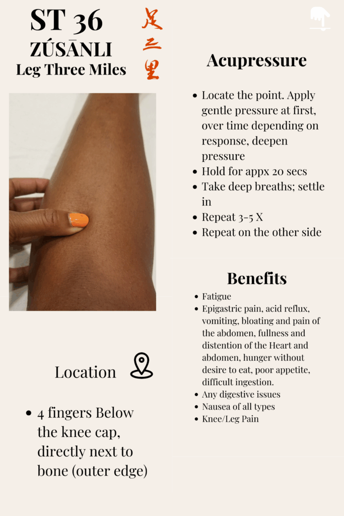 Close-up of the ST 36 Zusanli acupuncture point located on the lower leg below the knee, used in Traditional Chinese Medicine for longevity and energy.