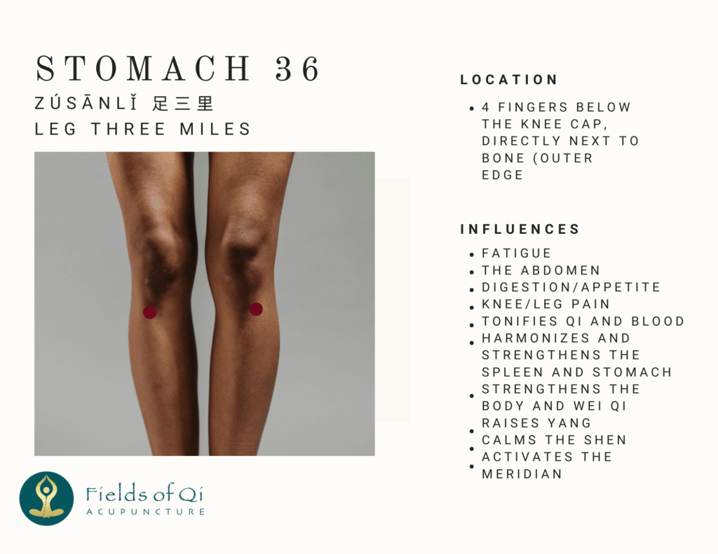 Anatomical diagram showing the location of the Stomach 36 (ST36) acupuncture point on the lower leg.